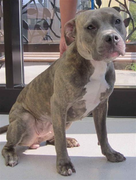 Blue fawn brindle pitbull - Contents show. What Is a Blue Fawn Pitbull? A blue fawn Pitbull is a canine variety that has a stunning appearance. It is similar in …